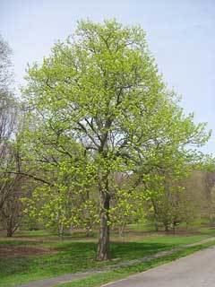 Tilia americana Tilia americana American Basswood Carolina basswood Basswood