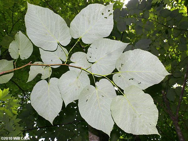 Tilia heterophylla White Basswood Tilia americana var heterophylla