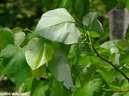 Tilia heterophylla White Basswood Tilia americana var heterophylla