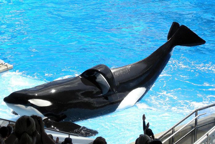 Tilikum (orca) wwwseaworldofhurtcomwpcontentuploads201403