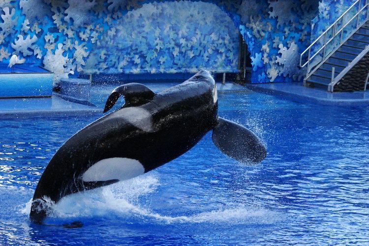 Tilikum (orca) Tilikum orca Wikipedia the free encyclopedia