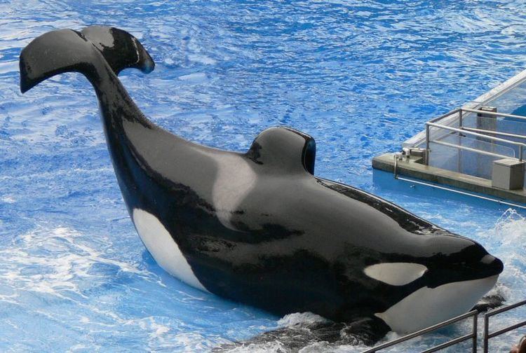 Tilikum (orca) Tilikum Orca Rescues Foundation