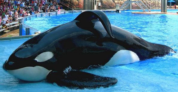 Tilikum (orca) Don39t Forget The Blackfish Wildlife Articles