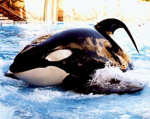 Tilikum (orca) Tilikum