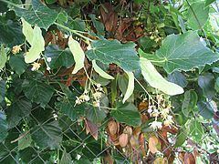 Tilioideae httpsuploadwikimediaorgwikipediacommonsthu