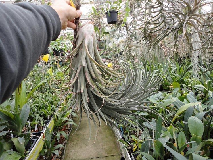 Tillandsia × nidus 4bpblogspotcomTVgxw5V9MpgTjZdVNym80IAAAAAAA