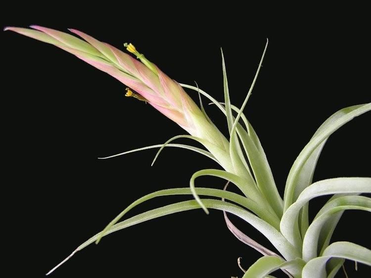 Tillandsia achyrostachys Bromeliads in Australia Tillandsia achyrostachys