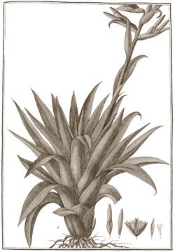 Tillandsia biflora httpsuploadwikimediaorgwikipediacommonsthu