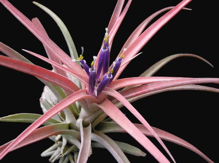 Tillandsia capitata Bromeliads in Australia Tillandsia capitata