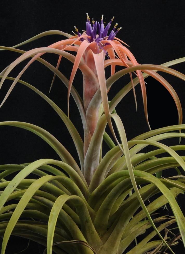 Tillandsia capitata Bromeliads in Australia Tillandsia capitata