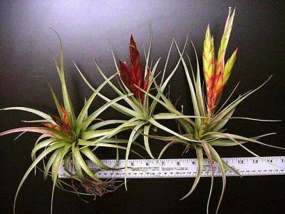 Tillandsia concolor plantodditiescomimagesd443Tilconcol1jpg