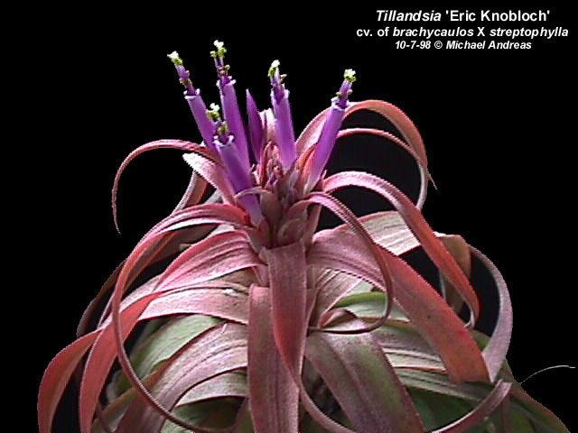 Tillandsia 'Eric Knobloch' FCBS Bromeliad Photo Index Database Search Results