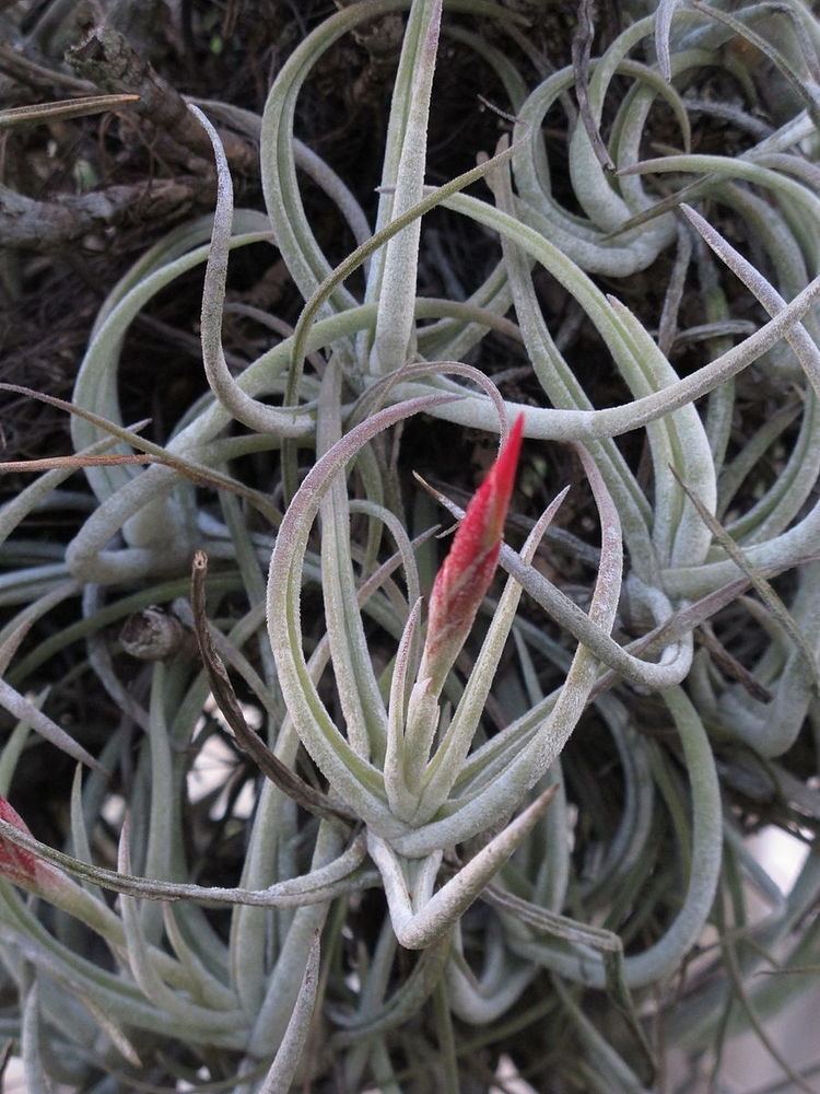 Tillandsia glabrior
