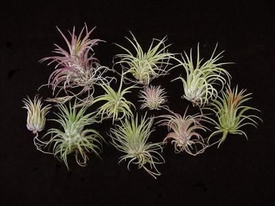 Tillandsia ionantha - Alchetron, The Free Social Encyclopedia