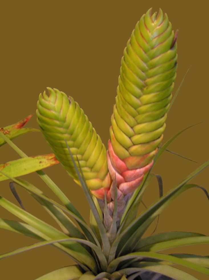 Tillandsia jalisco-monticola Bromeliads in Australia jaliscomonticola
