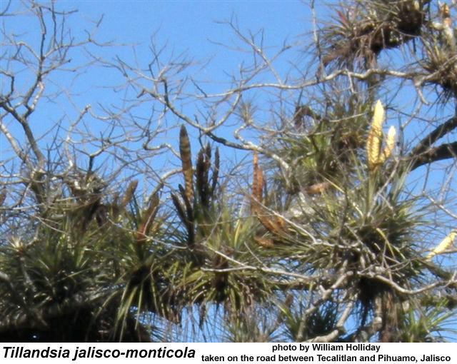 Tillandsia jalisco-monticola FCBS Bromeliad Photo Index Database Search Results