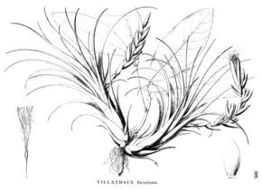 Tillandsia paraensis httpsuploadwikimediaorgwikipediacommonsthu