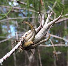 Tillandsia paucifolia httpsuploadwikimediaorgwikipediacommonsthu