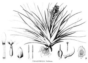 Tillandsia pohliana httpsuploadwikimediaorgwikipediacommonsthu