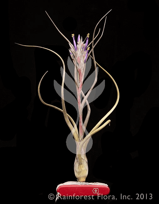 Tillandsia pseudobaileyi wwwrainforestfloracomstoreimages11129full