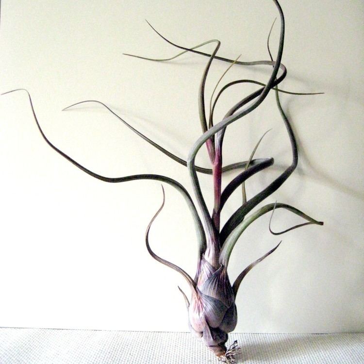 Tillandsia pseudobaileyi Tillandsia pseudobaileyi Air Plant by seaandasters on Etsy