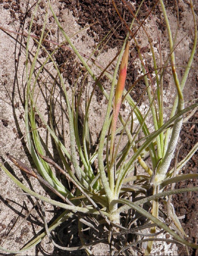 Tillandsia schiedeana Bromeliads in Australia Tillandsia schiedeana
