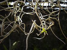 Tillandsia subg. Diaphoranthema httpsuploadwikimediaorgwikipediacommonsthu