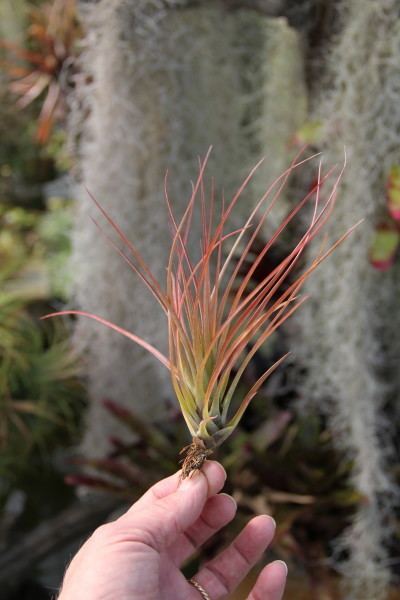 Tillandsia tricolor Plant OdditiesTillandsia tricolor v melanocrater 47 inch plants