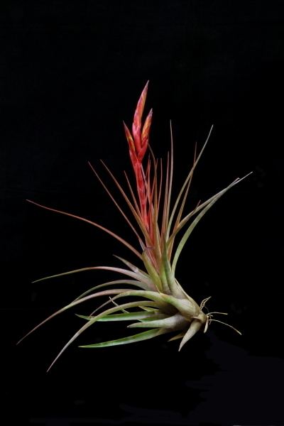 Tillandsia tricolor Plant OdditiesTillandsia tricolor v melanocrater 812 inch plants