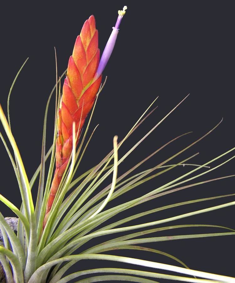 Tillandsia tricolor Bromeliads in Australia tricolor