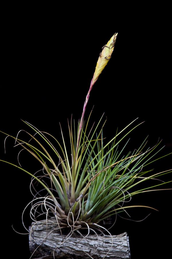 Tillandsia tricolor Tillandsia tricolor catalogue of Bromeliad plants