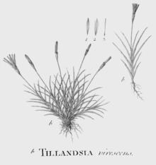 Tillandsia virescens httpsuploadwikimediaorgwikipediacommonsthu