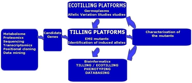 TILLING (molecular biology) The Tilling Platform