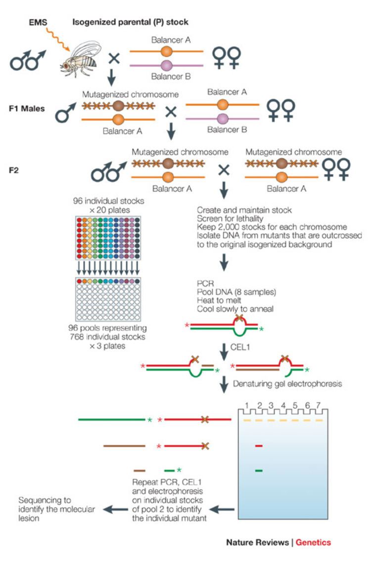 TILLING (molecular biology) The application of TILLING in Drosophila Figure 5 of 6