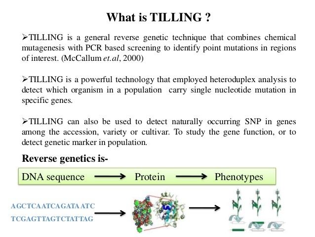 TILLING (molecular biology) Tilling and Ecotilling for crop improvement