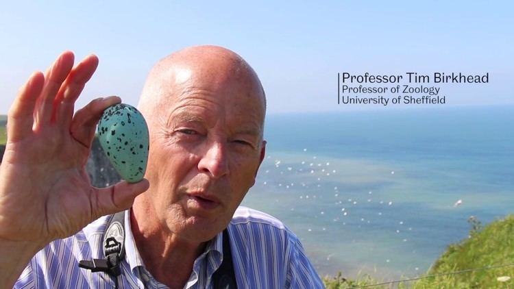 Tim Birkhead Professor Tim Birkhead Guillemot Eggs YouTube