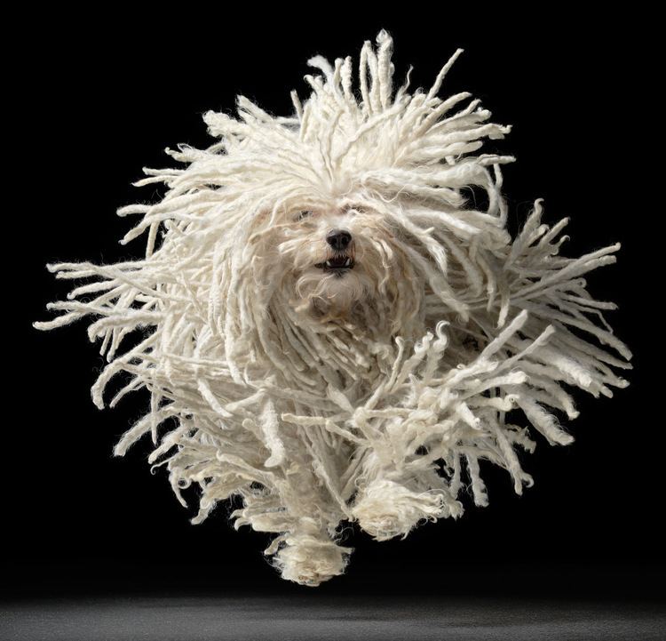 Tim Flach Spotlight Tim Flach Photoshopcom