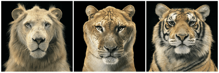 Tim Flach httpsspankystufffileswordpresscom201204sc