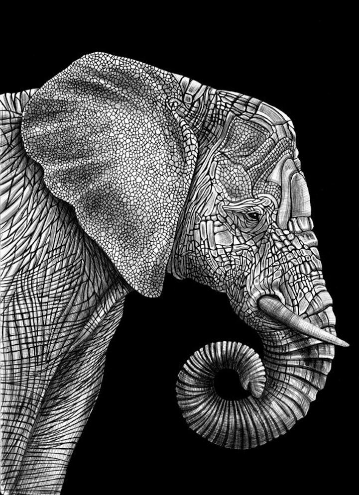 Tim Jeffs Countless Pens Used to Draw Detailed Animals Portraits