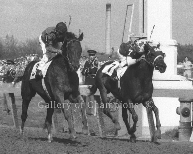 Tim Tam (horse) 1958 Kentucky Derby Tim Tam Gallery of Champions