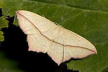 Timandra (moth) httpsuploadwikimediaorgwikipediacommonsthu