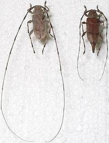 Timberman beetle httpsuploadwikimediaorgwikipediacommonsthu