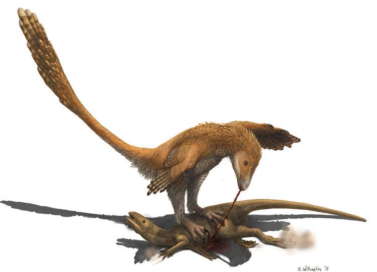 Timeline of dromaeosaurid research