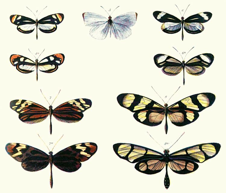 Timeline of entomology