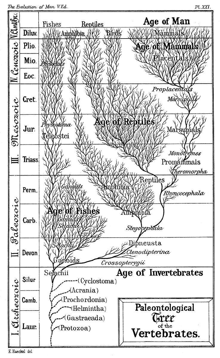Timeline of human evolution