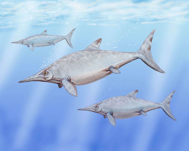 Timeline of ichthyosaur research