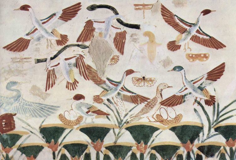 Timeline of ornithology