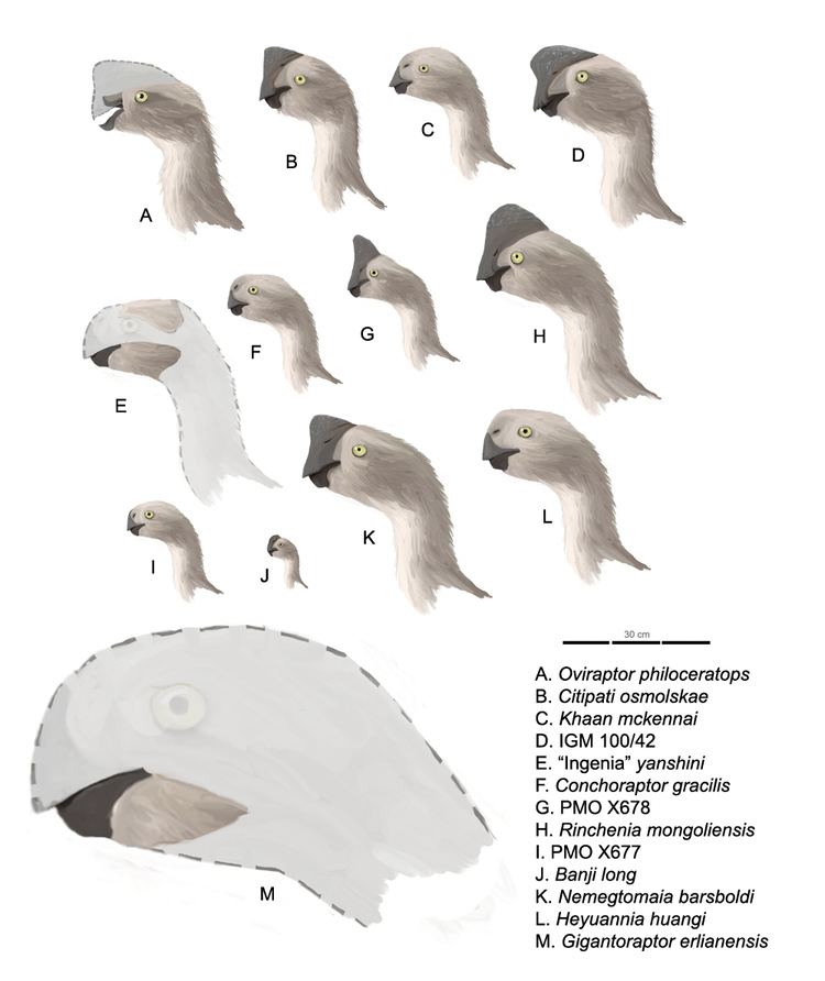 Timeline of oviraptorosaur research
