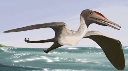 Timeline of pterosaur research