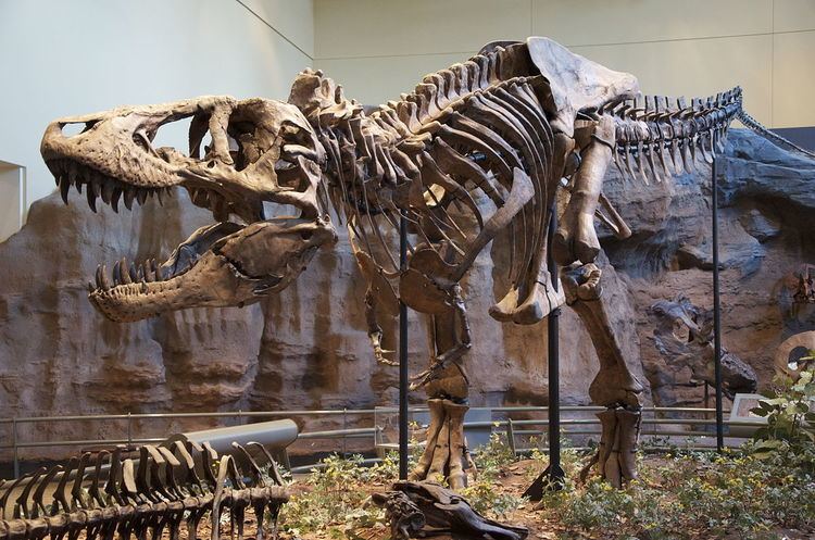 Timeline of tyrannosaur research